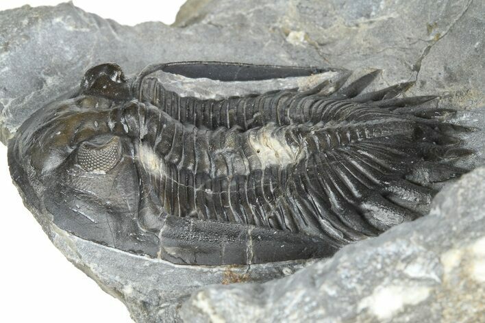 Mrakibina Trilobite - Mrakib, Morocco #363110
